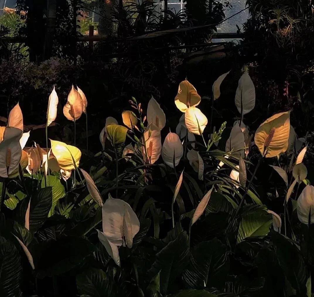 适合520发朋友圈的文案top1,520销售朋友圈暖心文案