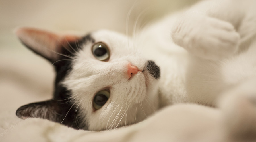 猫咪认主,猫咪判断有没有毛球