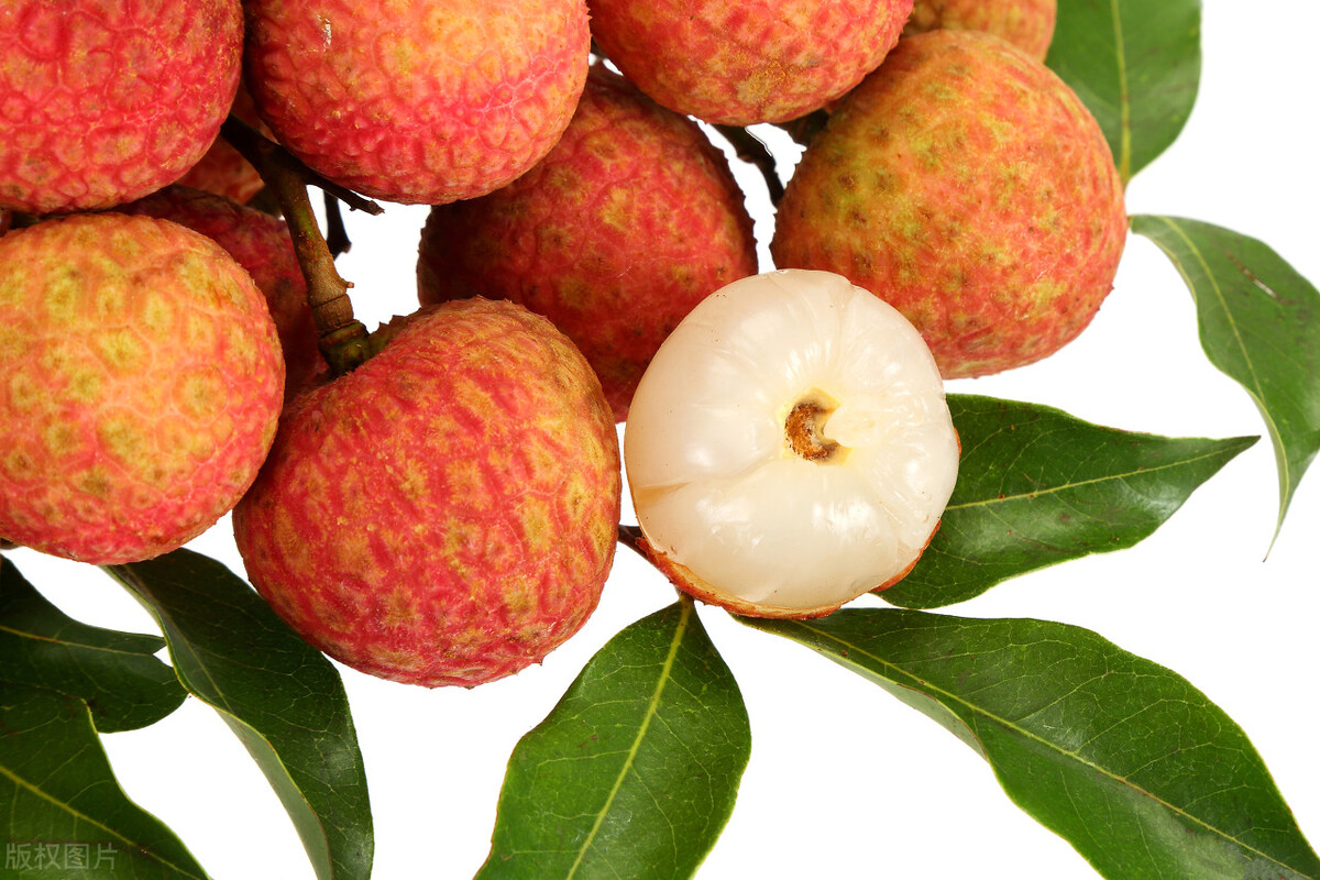 深圳光明乳鸽哪里最正宗,深圳乳鸽特产