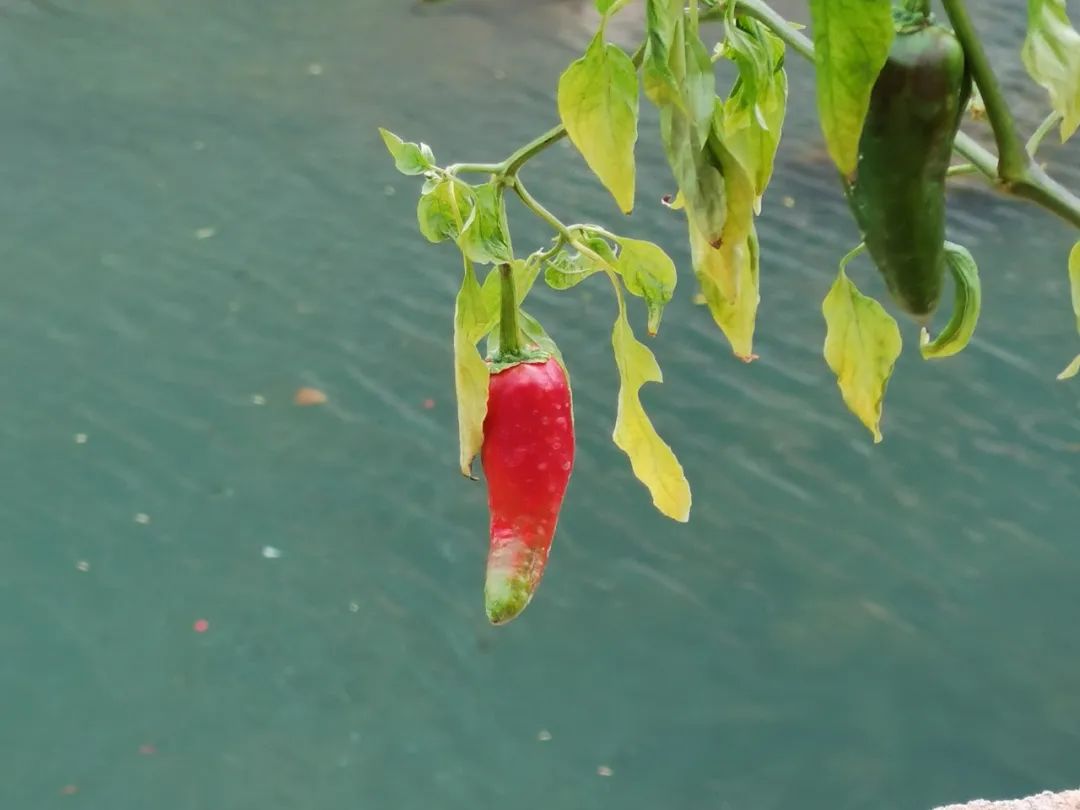 浙西南环游，喜欢龙泉，一座干干净净的山间小城