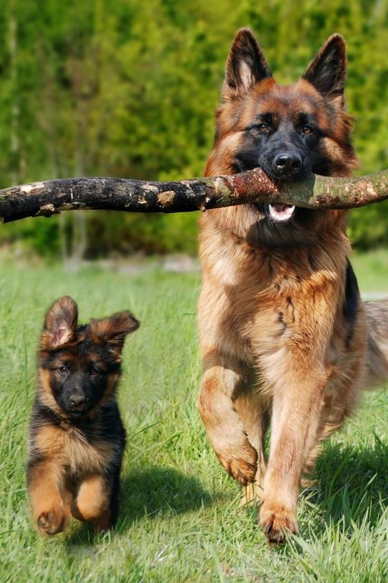 最受欢迎的宠物狗排名前十品种,十大最受欢迎的宠物狗品种排名