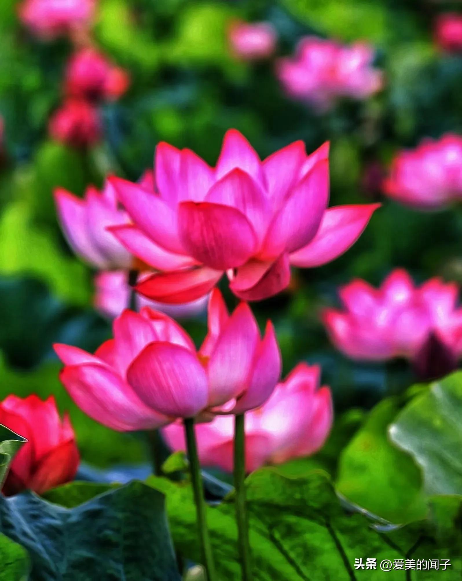 荷花仙子美得让人醉,夏日的荷花美景为你带来凉爽