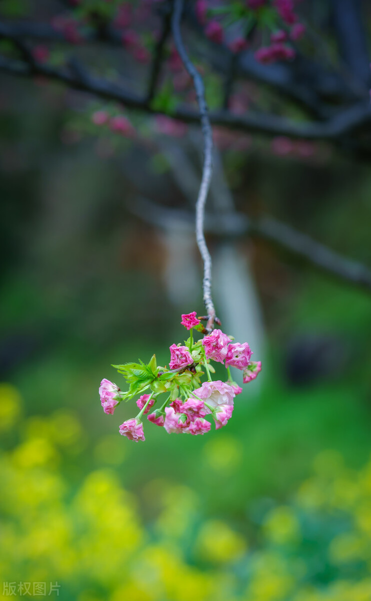 春天花的手机壁纸图片好看,春天图片唯美高清壁纸