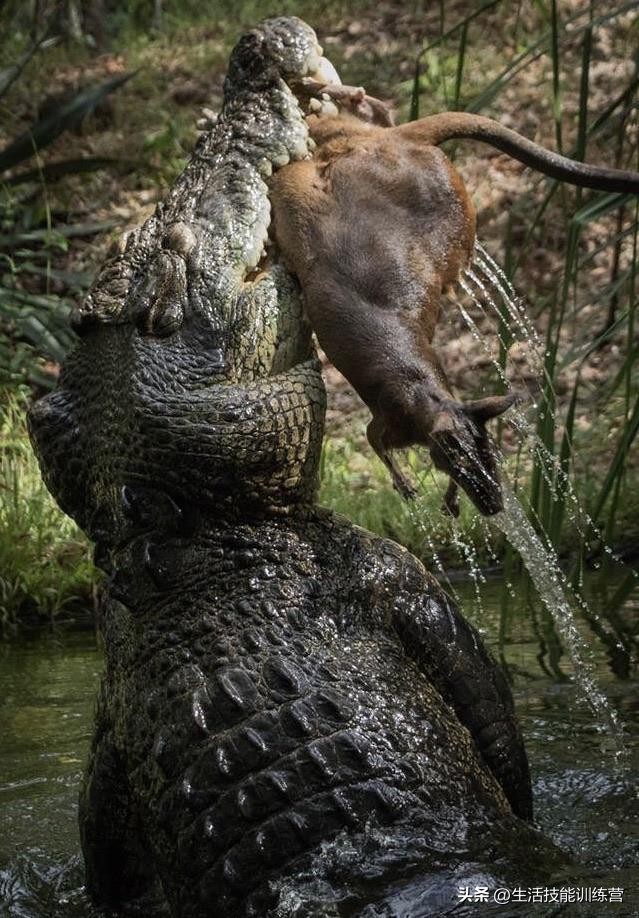 动物界中最强大的动物,动物界中最强动物