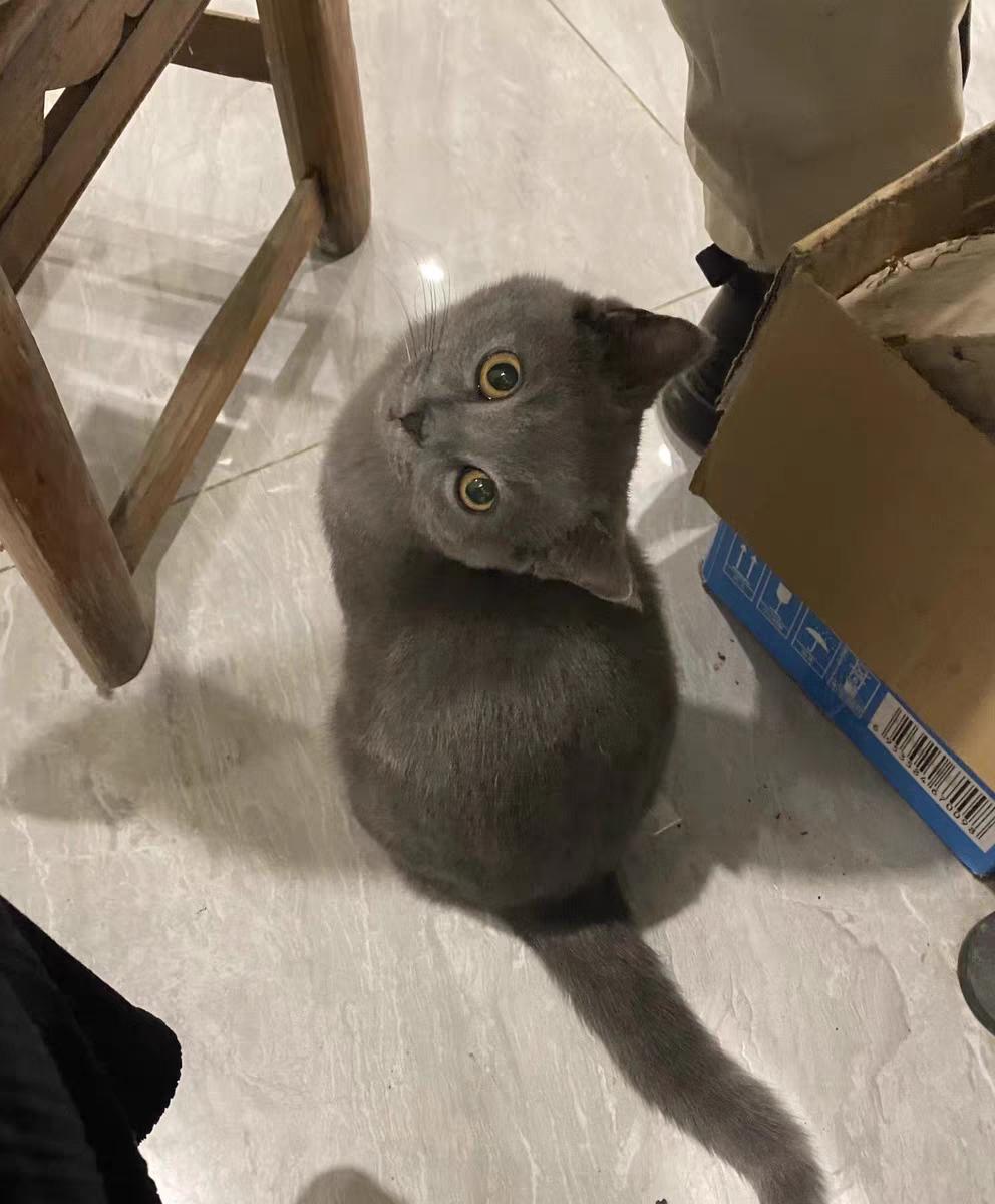 一个月幼猫吃什么食物比较好,一个月的幼猫吃什么猫粮好