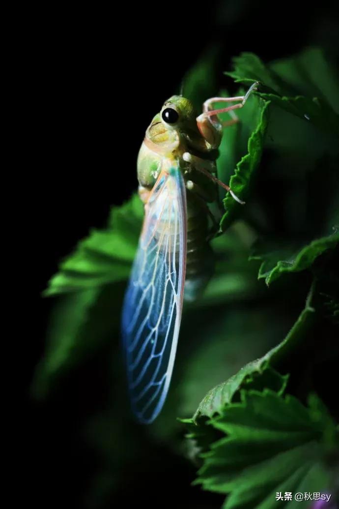 原创诗词七律夏之韵,原创诗词七律六月