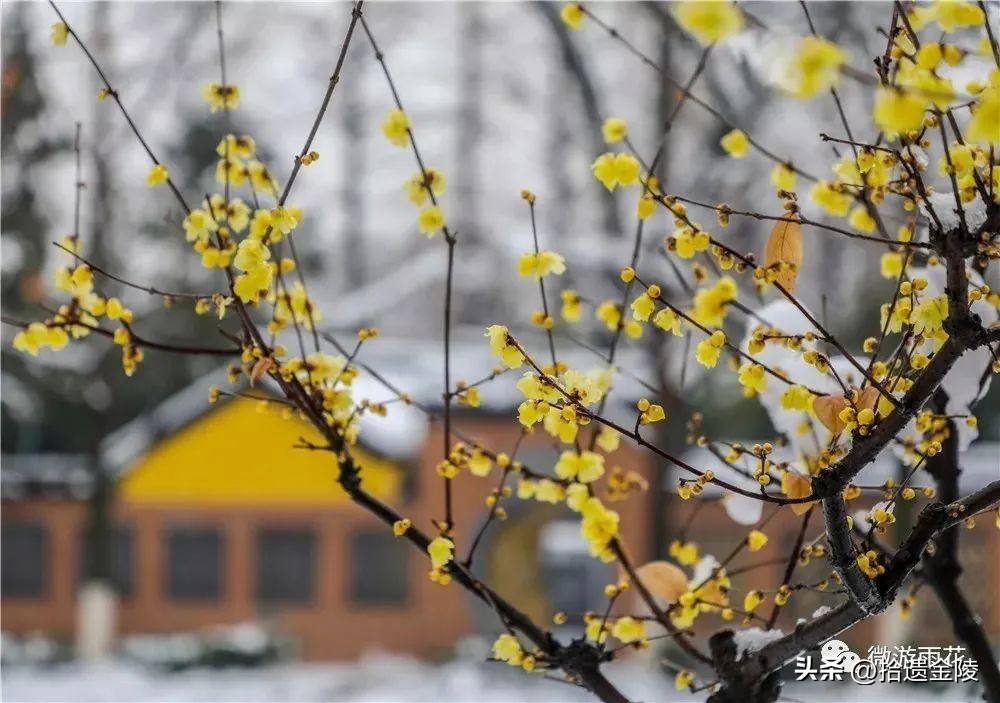 南京看梅花的地方,南京梅花里房价