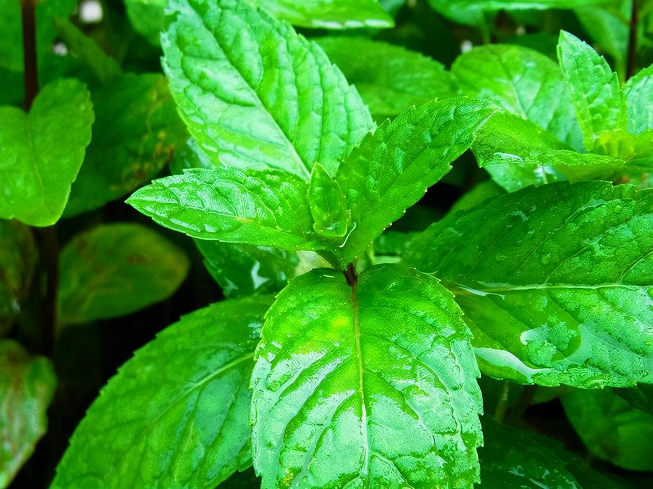 起床后，为何会有口臭呢？医生：教你5个小妙招或许会有效果