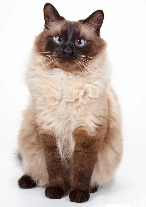 猫每天带你们认识不同品种的猫,猫咪品种知多少你都认识哪些猫