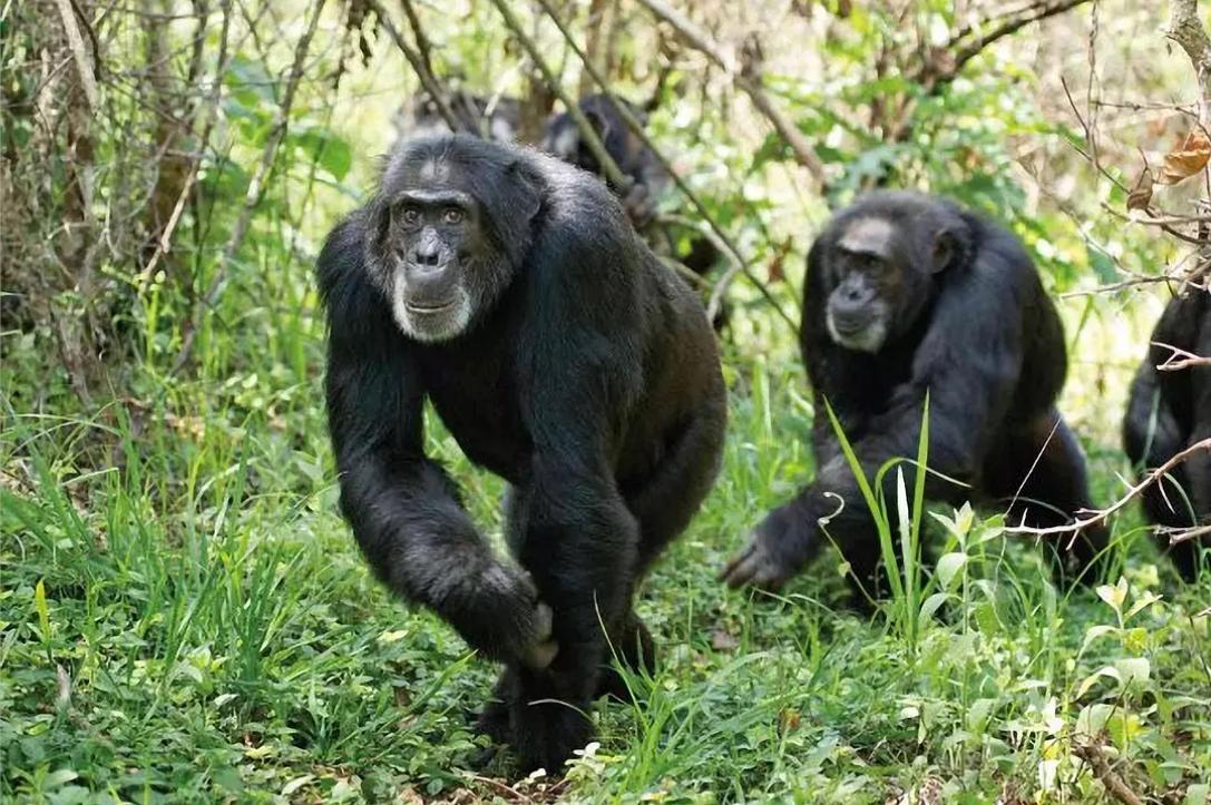 人类真的能杂交吗,人类动物能混血吗