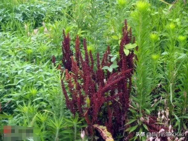 上海自驾西山旅游攻略,苏州东山一日游自驾游最佳路线图