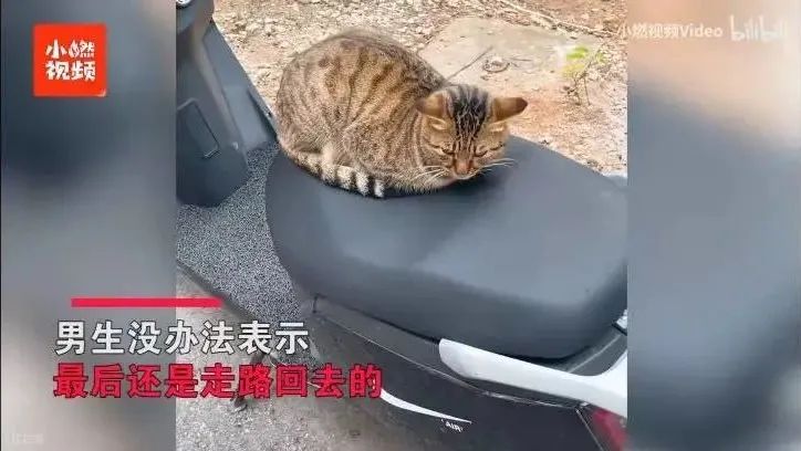 被黑天鹅打了,被黑天鹅攻击了