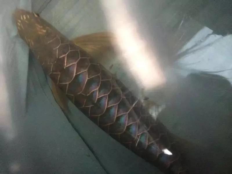 水族爱好者龙鱼,马来买的龙鱼如何带回国内