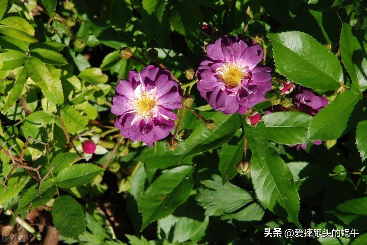 生如夏花灿烂的时候,生如夏花绚烂绽放歌曲视频