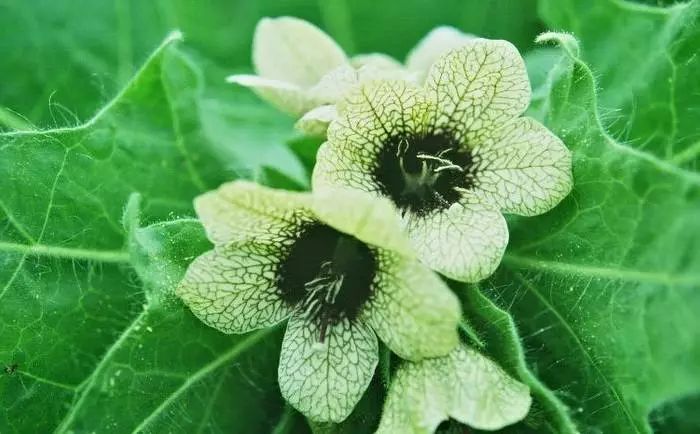 植物识别小口诀，总结的太全了！