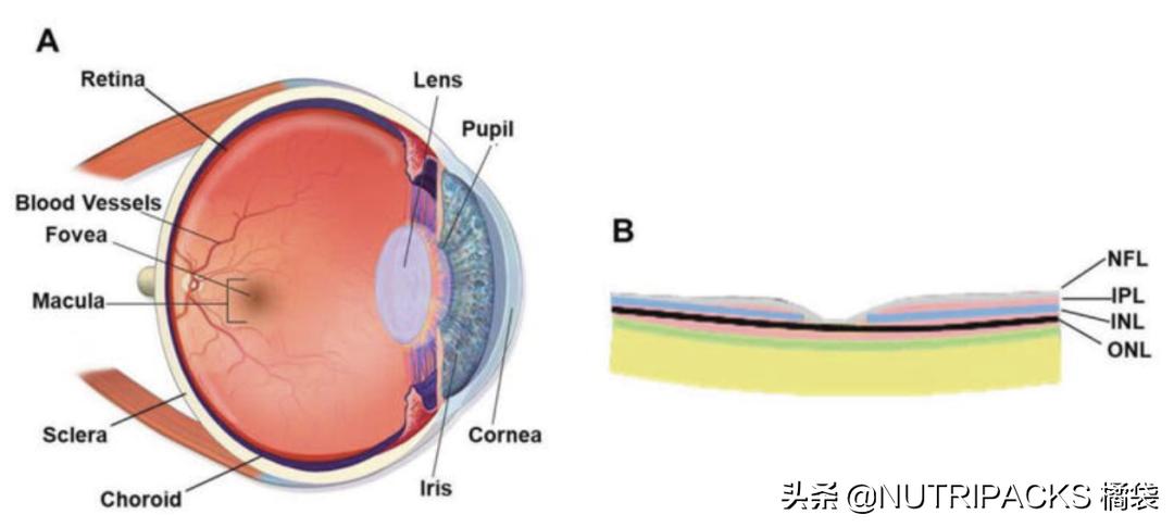 含天然维生素c的食品有哪些,维生素c的营养价值