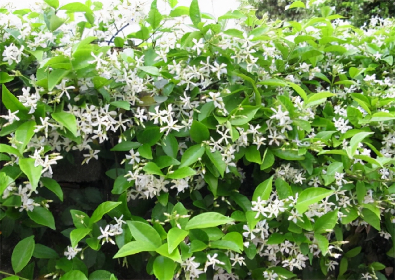 公园路边植物图片,路边的小植物有哪些