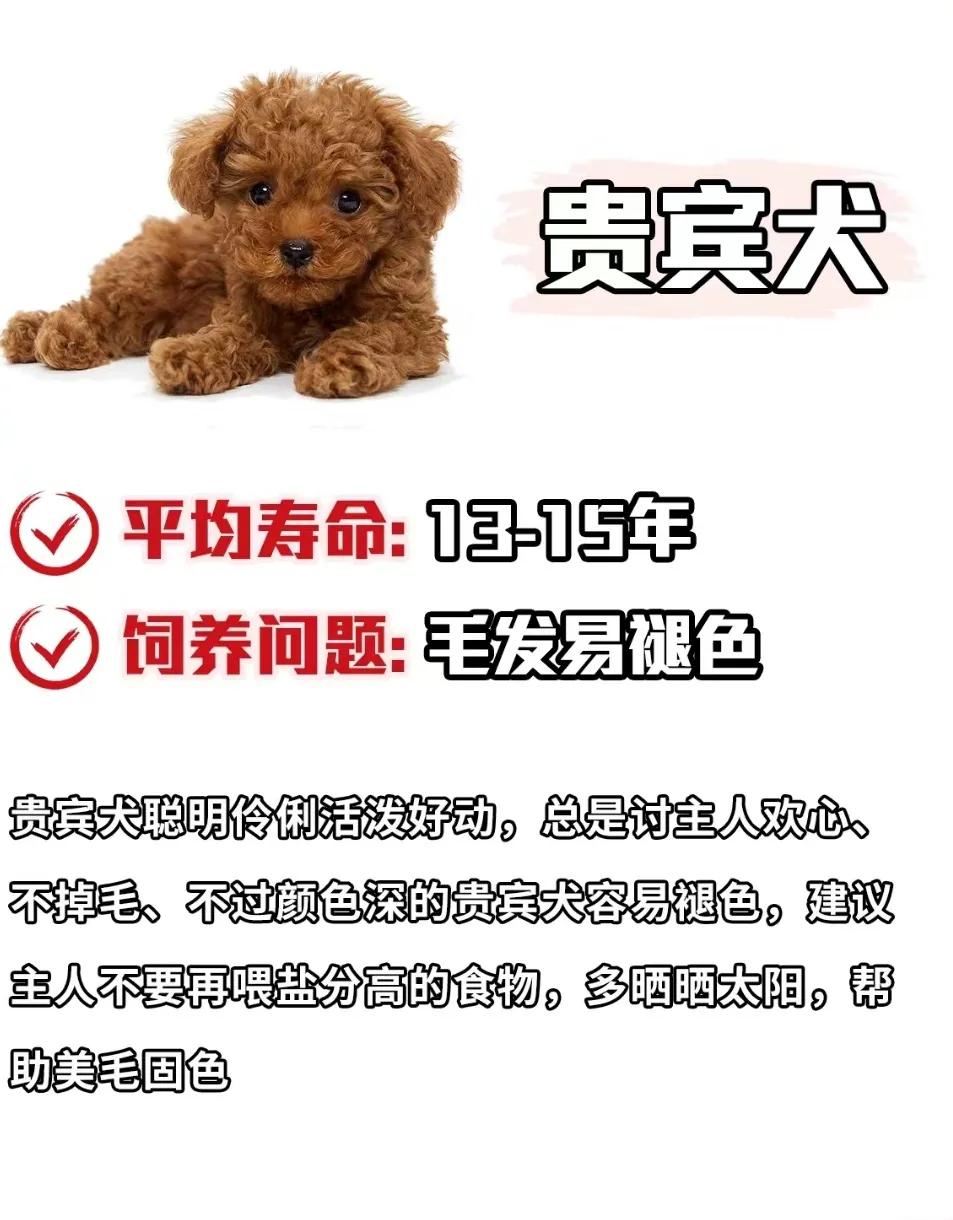 狗狗库欣氏病寿命,泰迪狗狗寿命一览表