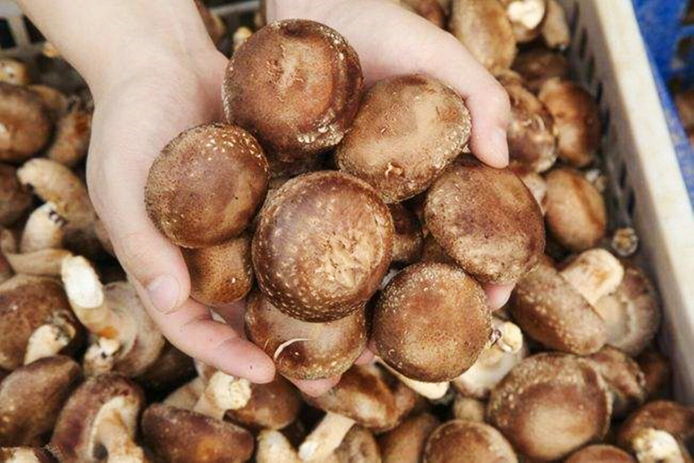 买香菇应该买大的还是买小的,买香菇怎么选