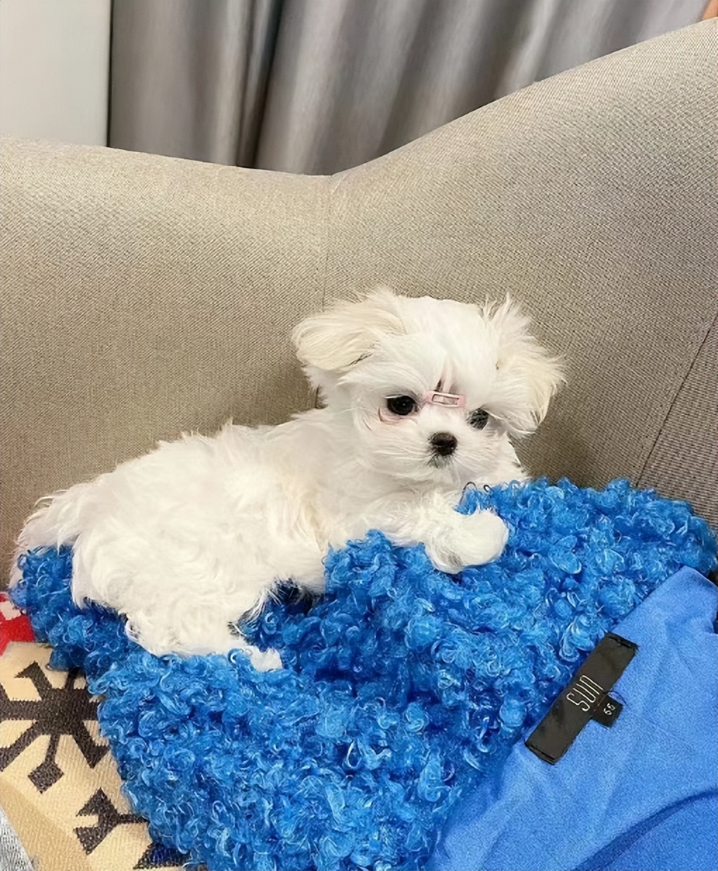 宠物怎么除臭最有效,宠物异味怎么调理