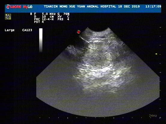 狗狗前列腺肿大保守治疗如何用药,狗狗前列腺肿大怎么治