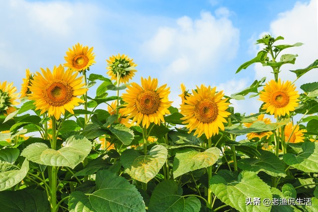 孩子的高考成绩出来了孩子哭了,高考成绩出来后家长的反应真实