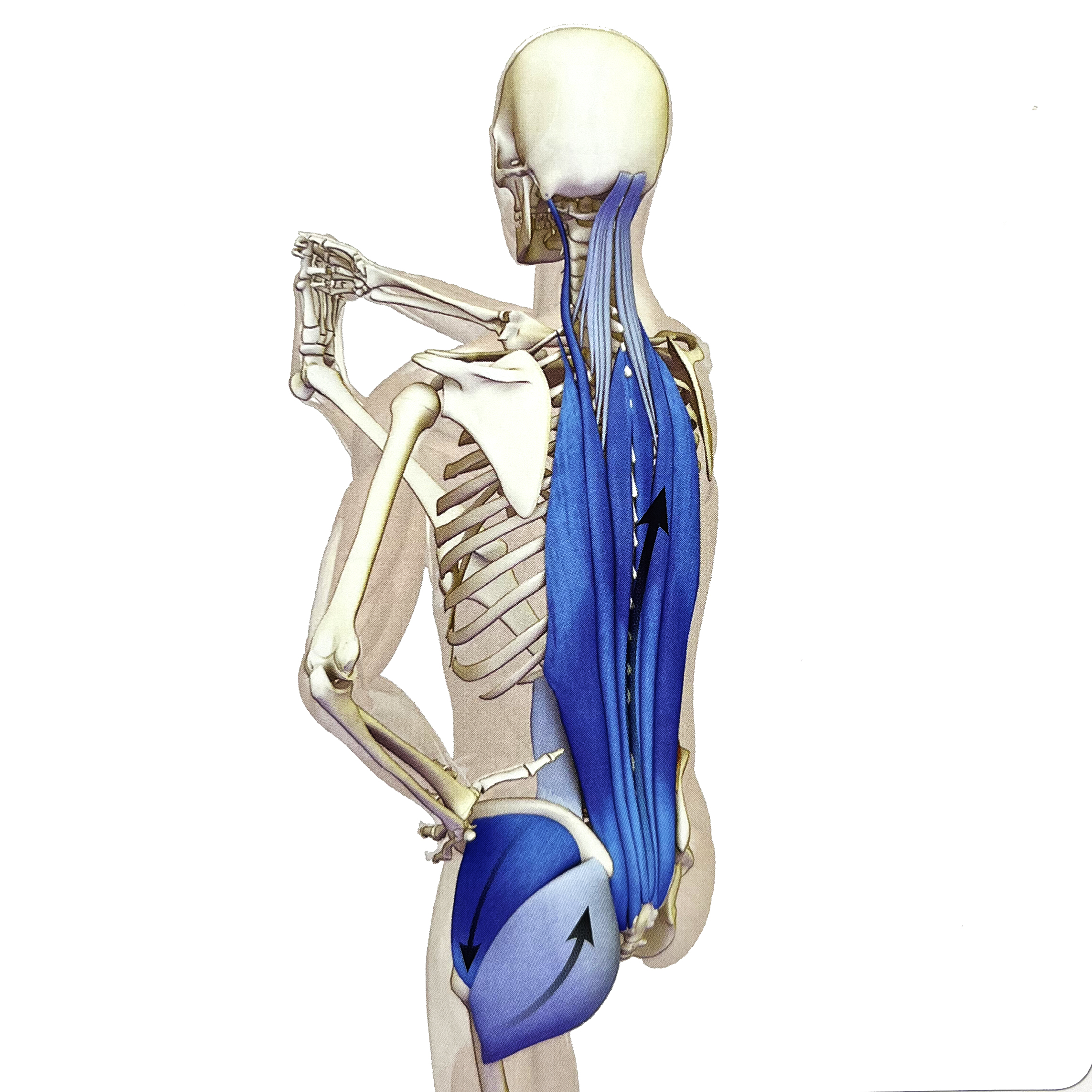 瑜伽站立蜻蜓式正确做法,瑜伽站立手抓脚趾式