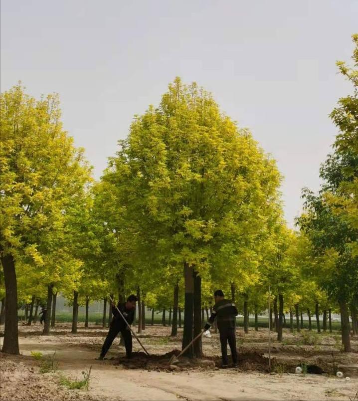 白蜡的行情,白蜡未来5年行情