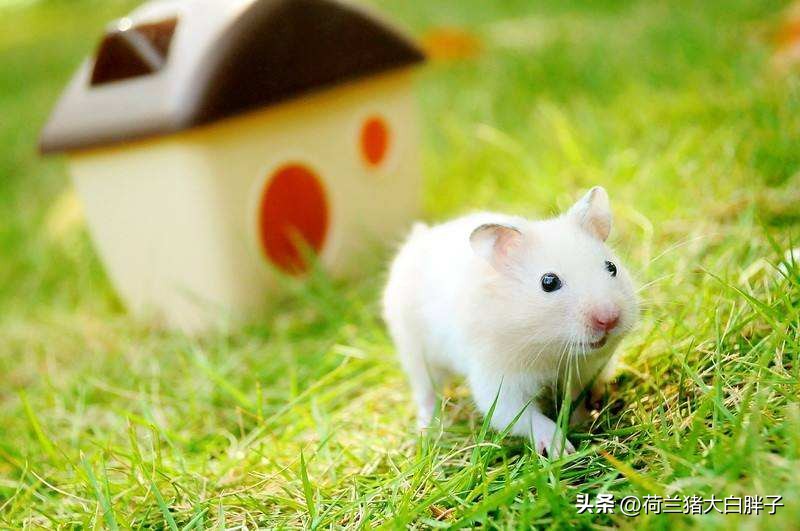 仓鼠磨牙石是用什么做的,仓鼠磨牙石怎么选