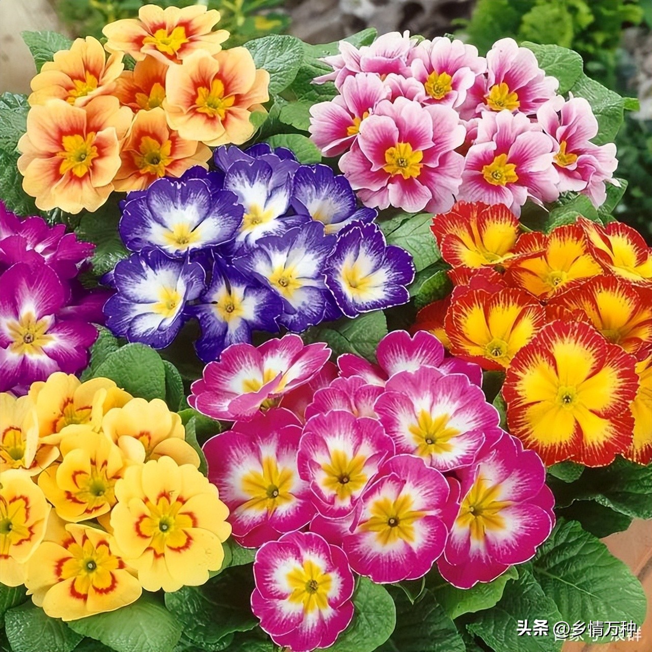 种植花草对身体的好处,种植花卉经济效益怎么样