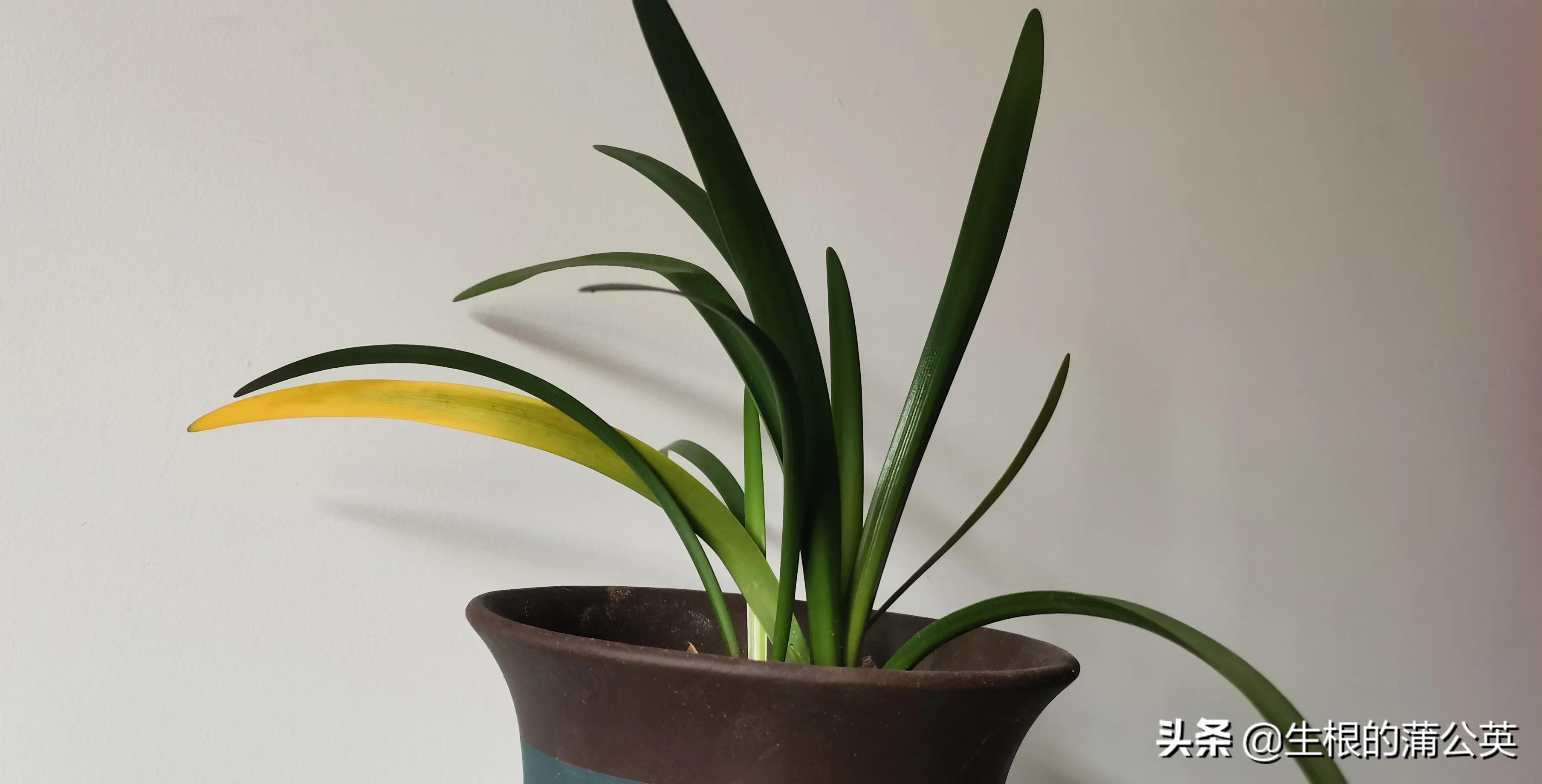 乔治百合品种,乔治百合花期多久