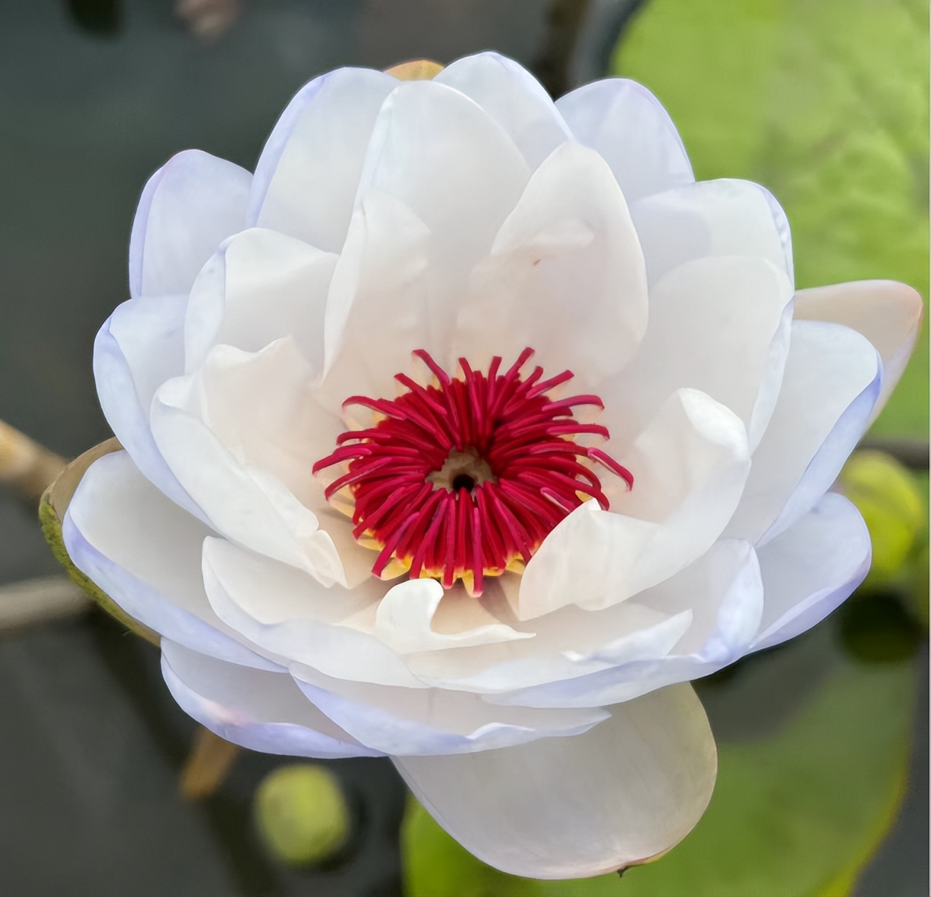 适合新手养的睡莲品种,澳洲睡莲怎么栽培