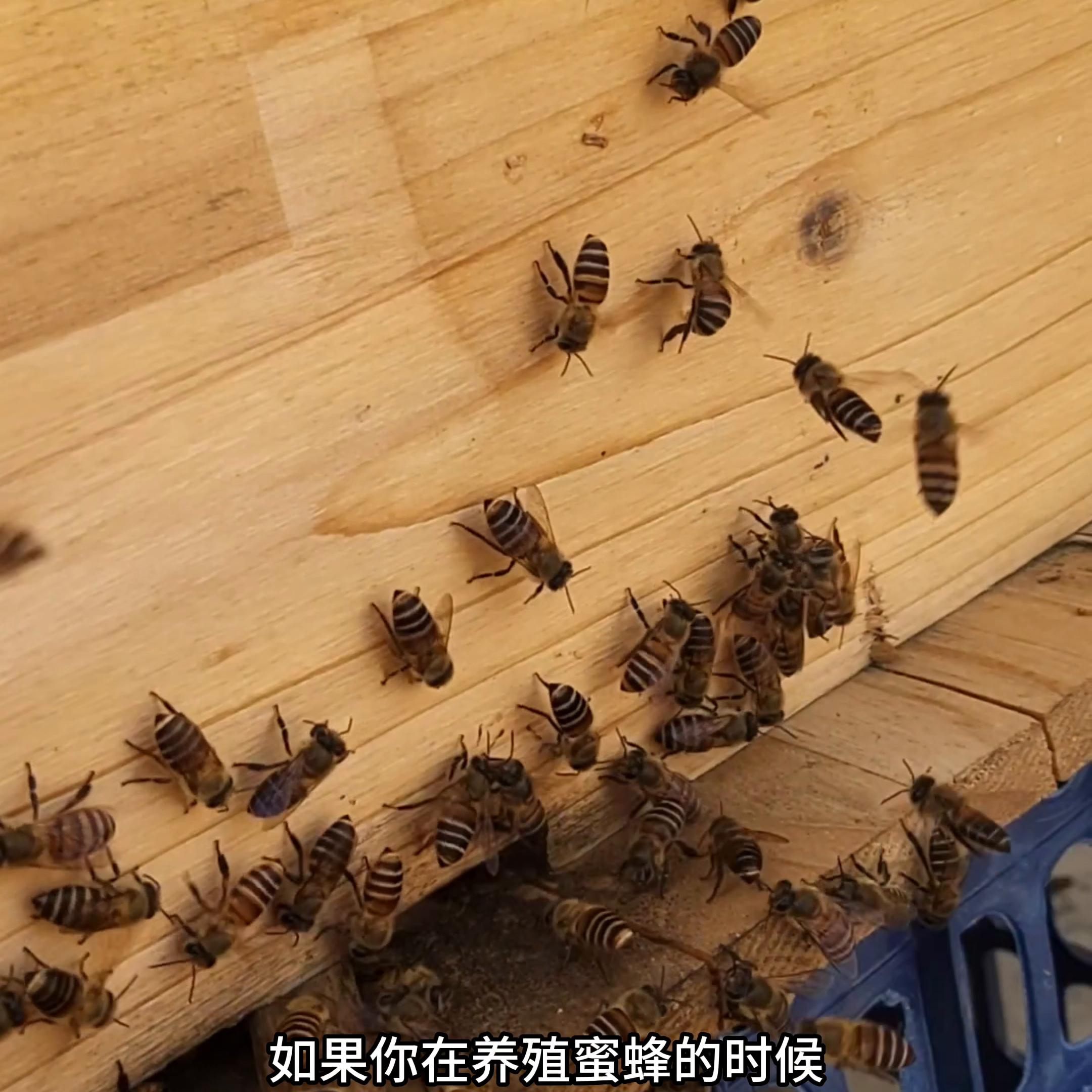 冬天蜜蜂养了几个月为什么会跑,蜜蜂养不强总是逃跑什么原因