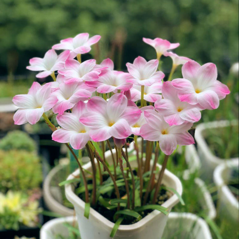 最适合小花盆种的花,顽强的小花草