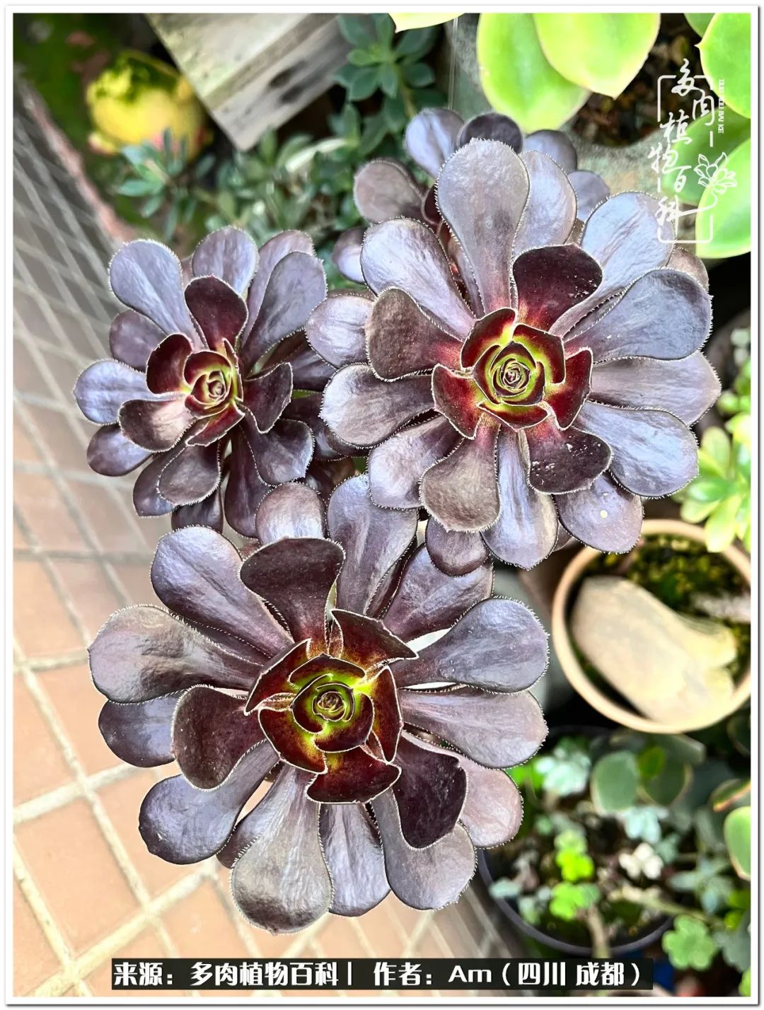 多肉小盆友生活多姿多彩,多肉小精灵福享不停