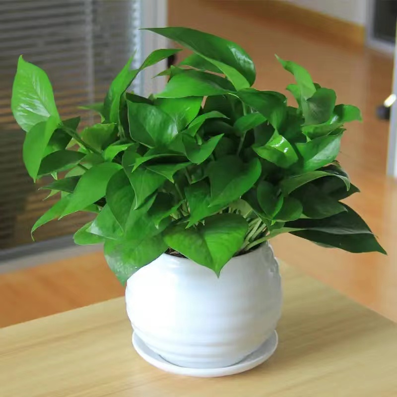 新房子去甲醛最快最有效的绿植,新房吸附甲醛的绿植物