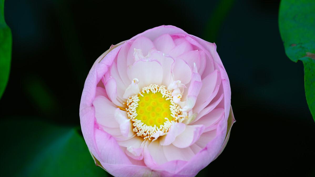 浠ュ杽涓哄弸浠ュ痉涓洪偦,浠ュ杽涓烘湰浠ュ痉涓洪偦