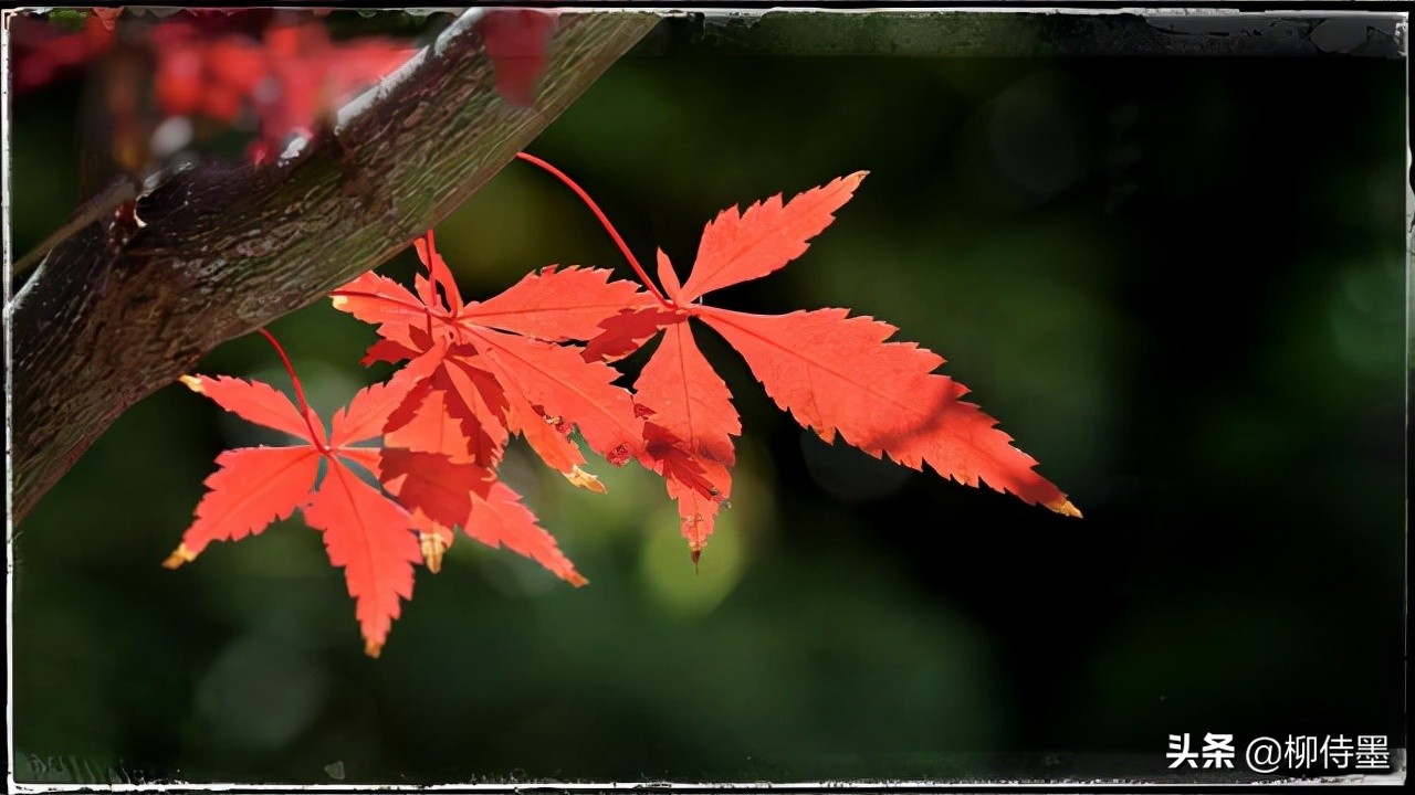 拍照不好看只要学会这些小技巧,摄影大师教你拍照技巧