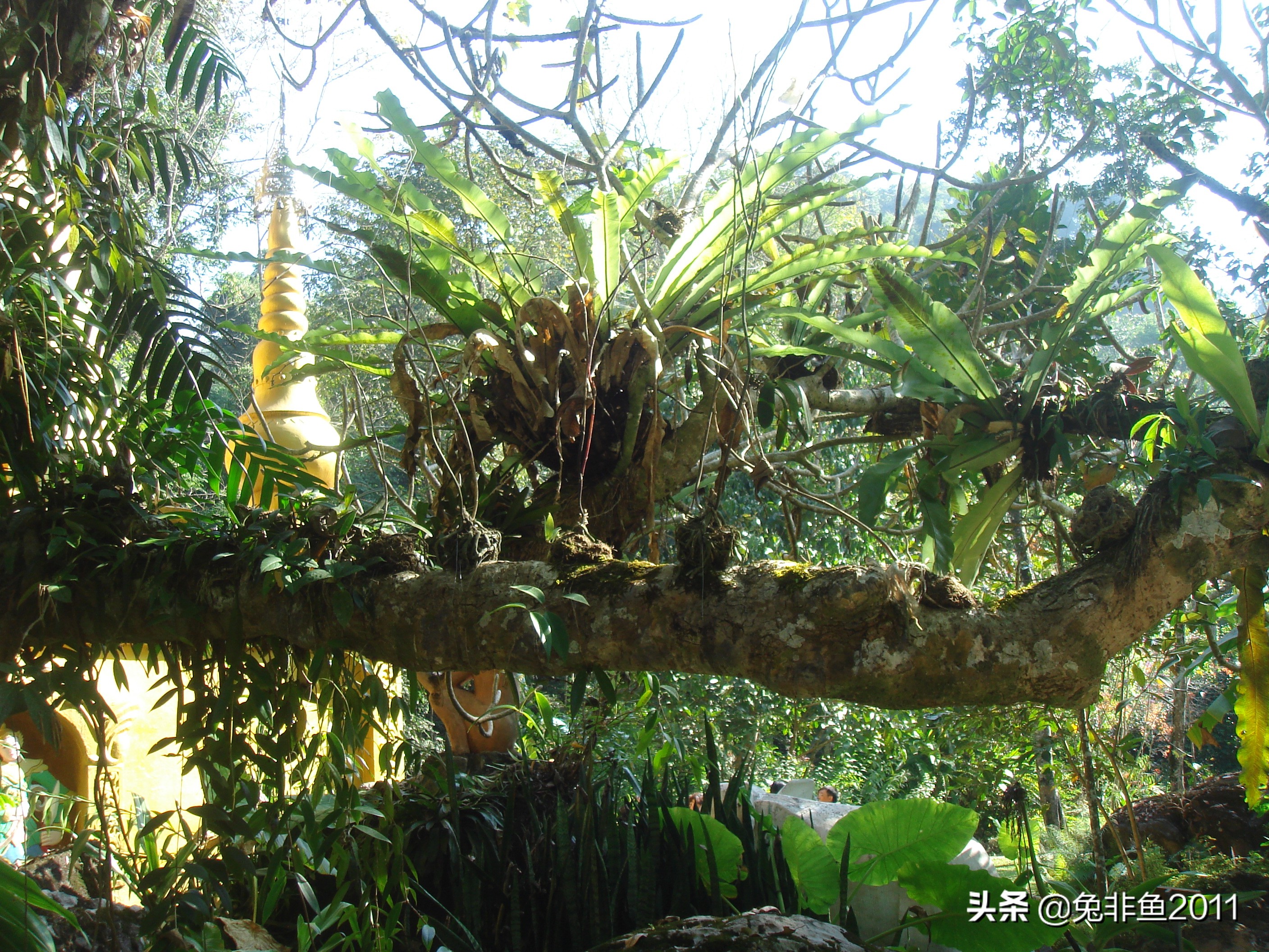 云南腾冲滇峰之旅,云南瑞丽中缅边境一日游