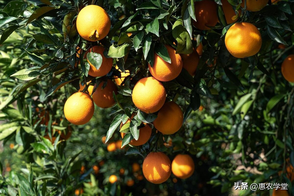 冰糖橙苗的种植方法,冰糖橙的种植方法和技术