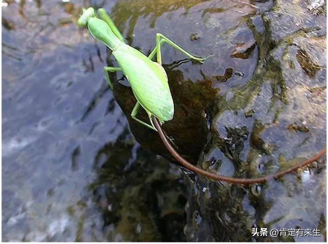 我伸手去捉酸枣棵上的大螳螂，身体却霎时僵住了，心脏蹦蹦直跳