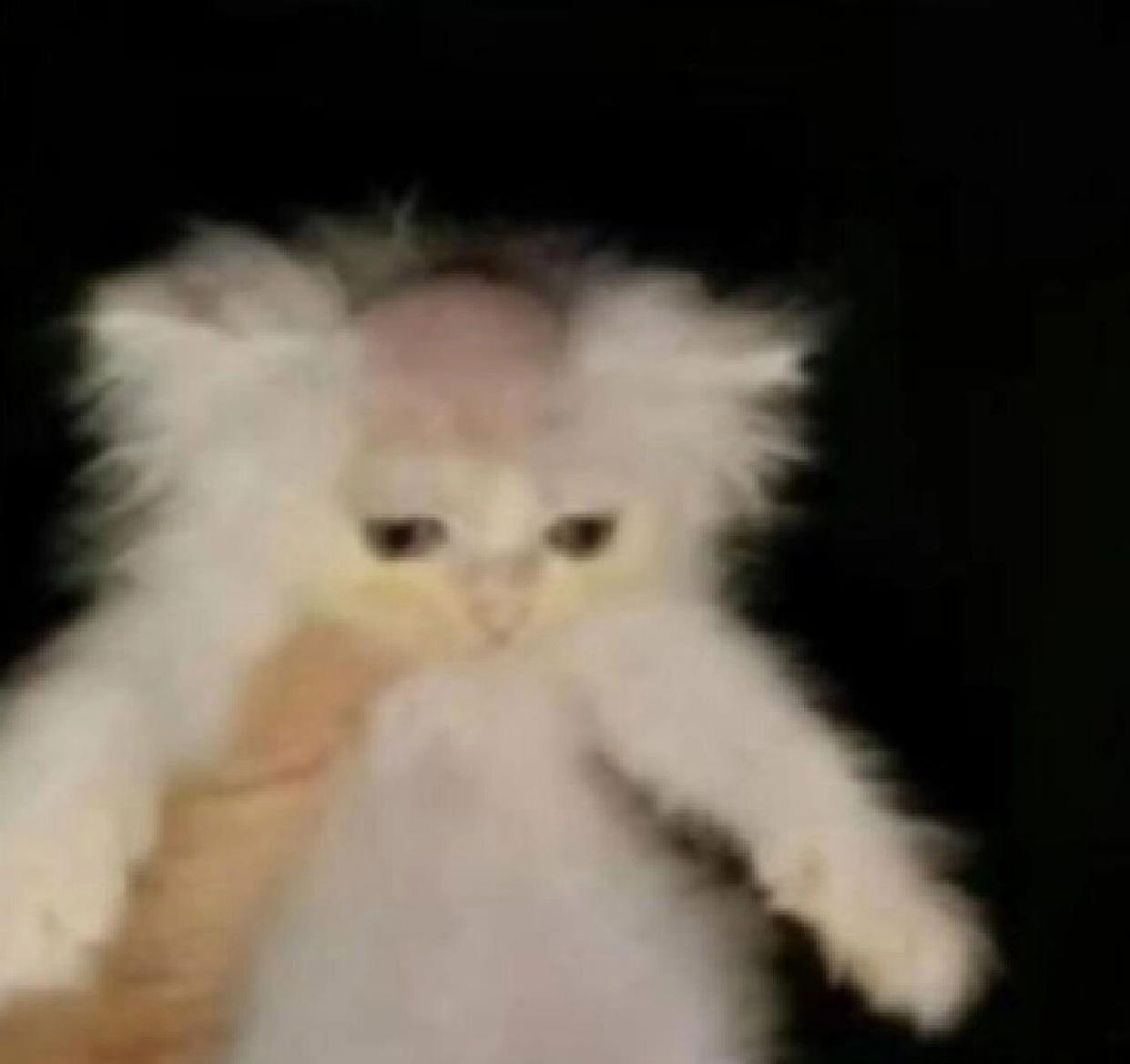 听过佛罗里达扭曲树精的故事吗,佛罗里达扭曲树精后续