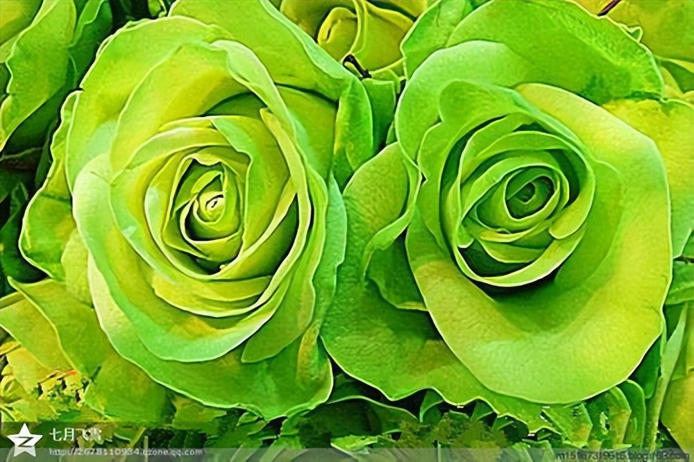 送朋友情人节花语大全,红色康乃馨情人节花语