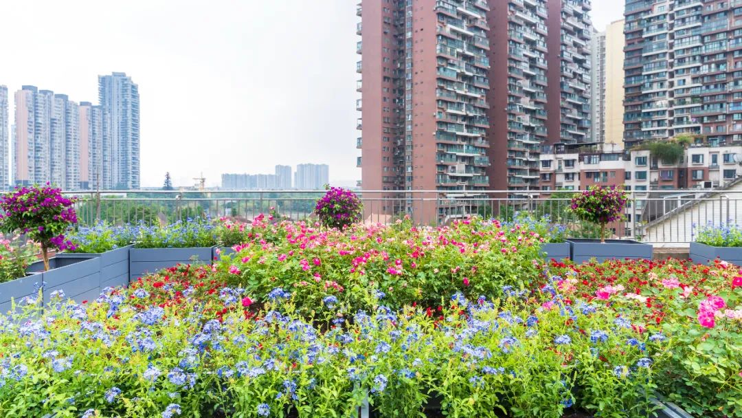 成都最好的全景阳台,四川成都最美阳台