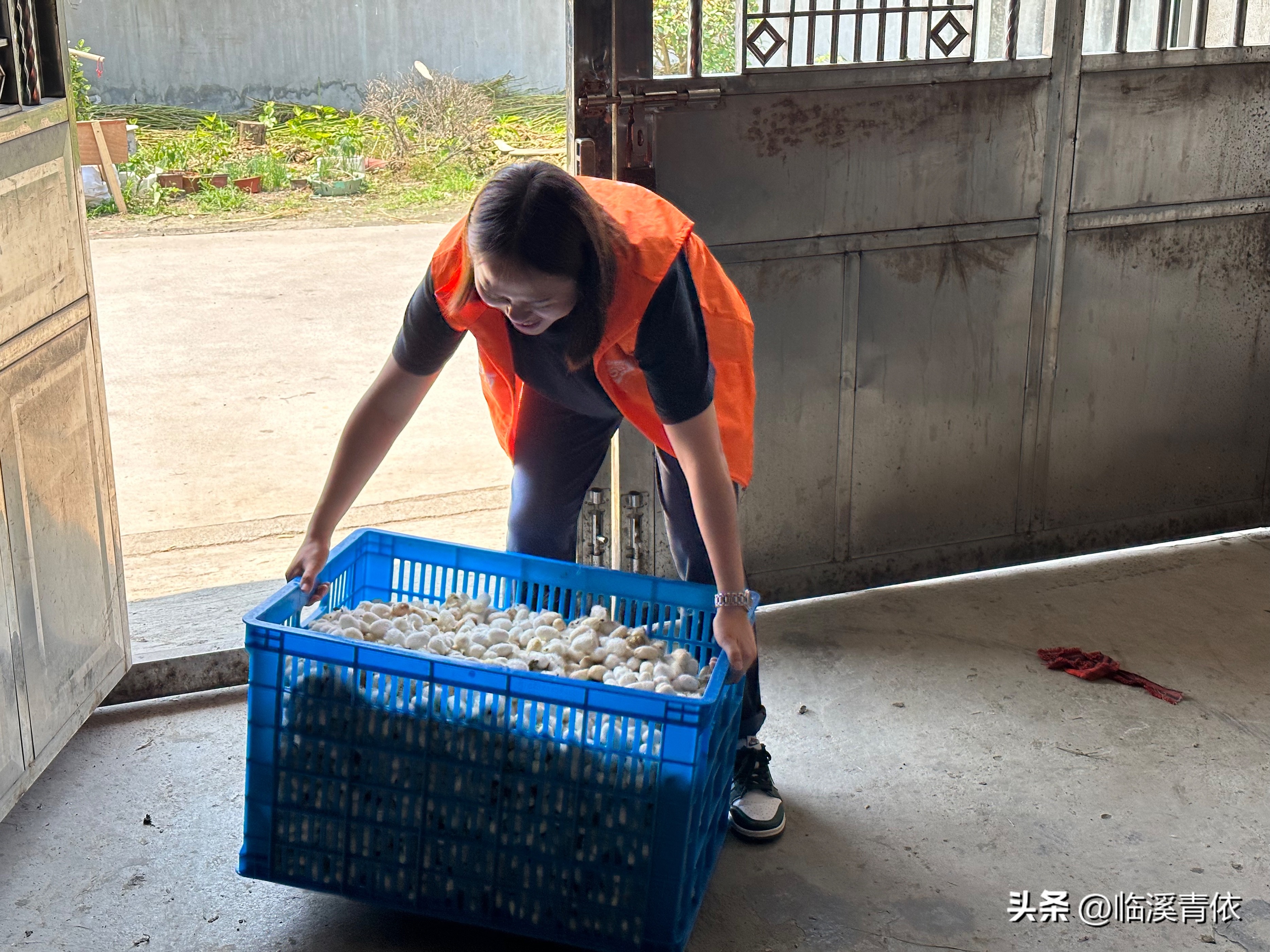 五心吾安——五彩蚕茧致富增收