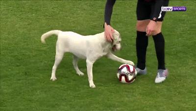 狗冲进足球场挡住一粒进球,小狗进足球场扑球