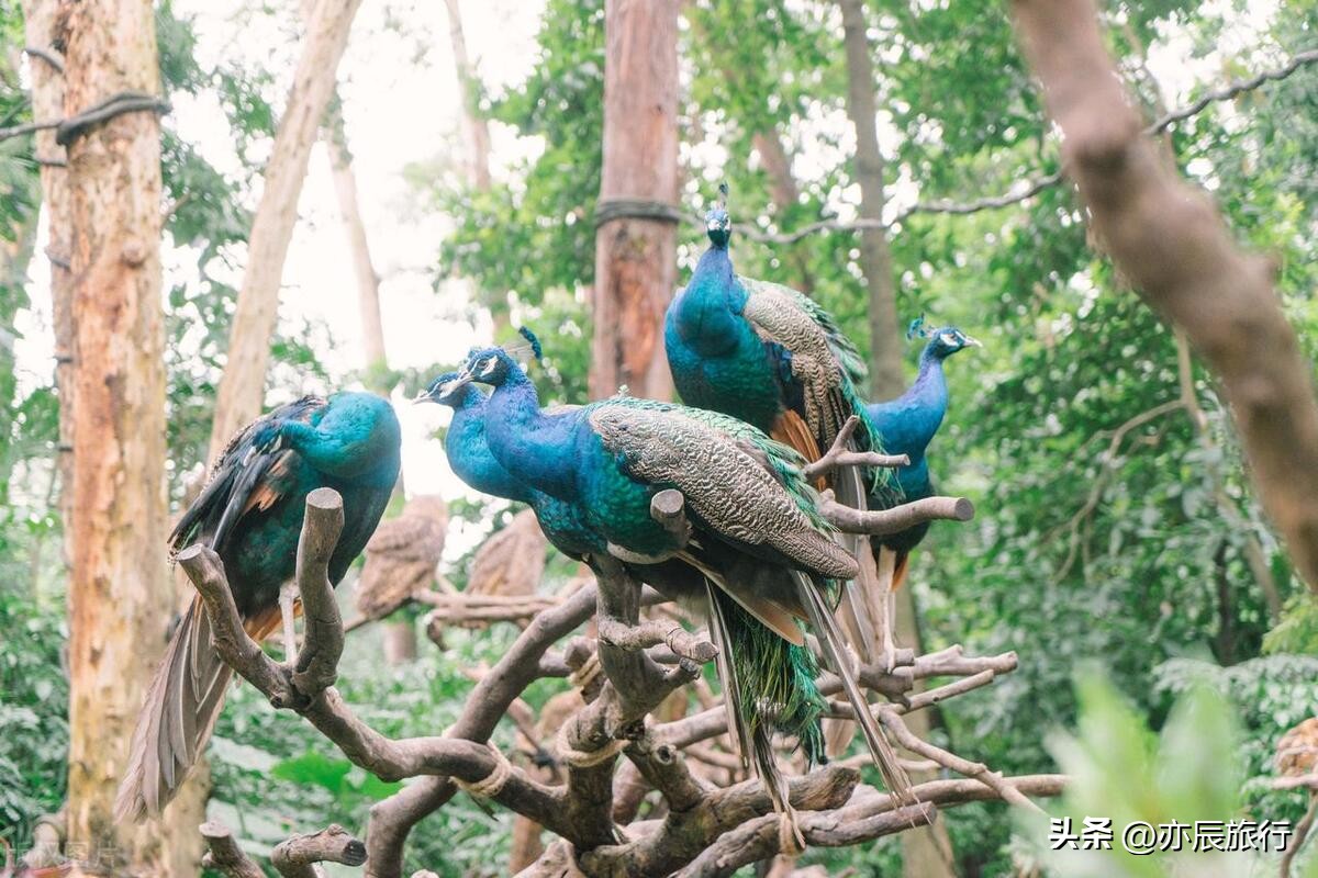 广西到广东周边旅游十大必去景点,广东最好玩的地方前十名有哪些