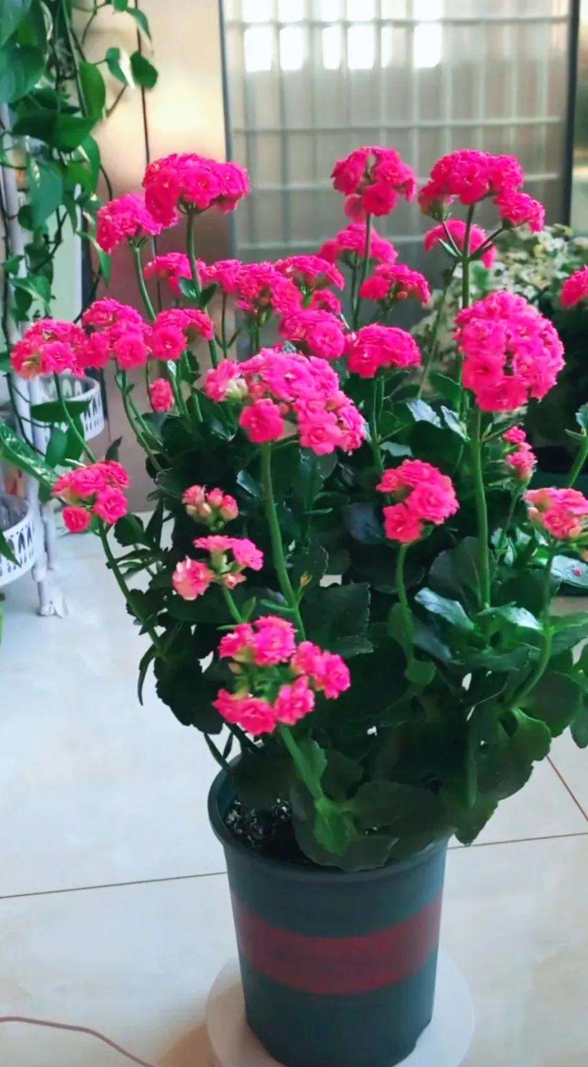 分享精美花朵图片,分享春天的图片大全