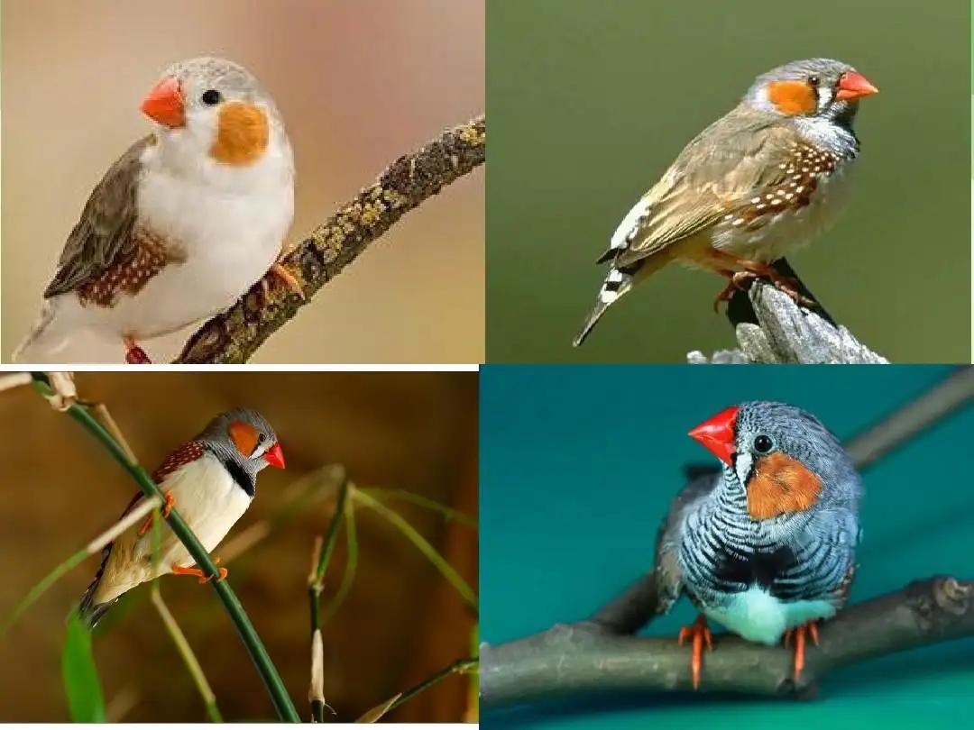 猫狗不停，除了猫狗，这些小可爱，你家的娃都养过了吗？