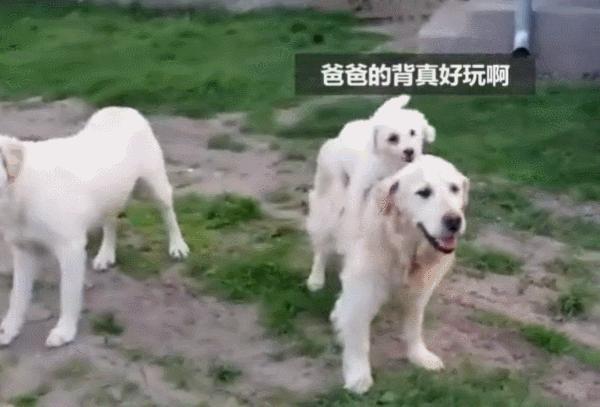 母狗为了保护幼崽视频,母爱如山为了孩子可以付出多少